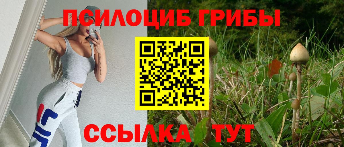 Кашира  Псилоцибиновые грибы Psilocybine cubensis  Вход с VPN 